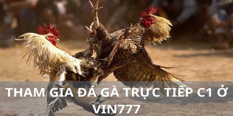 Vài hình thức đáng chú ý tại đá gà VIN777