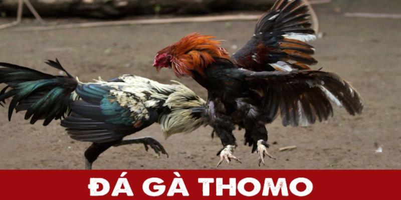 Luật chơi cơ bản trong đá gà tại Thomo