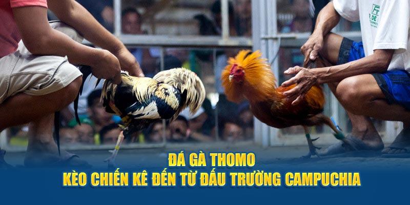 Top những chiến kê thường xuất hiện tại Thomo